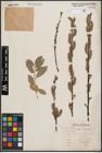 Foto von Salix cinerea L. x Salix nigricans Sm.